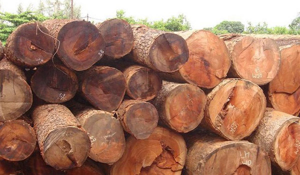 Gỗ hương là 1 trong những loại gỗ quý hiếm, thuộc họ Đậu