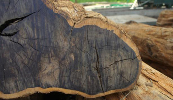 Gỗ mun thuộc dòng cây họ Thị là 1 loại gỗ quý có màu đen
