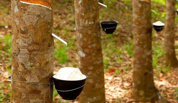 Gỗ cao su là loại gỗ được khai thác từ cây cao su