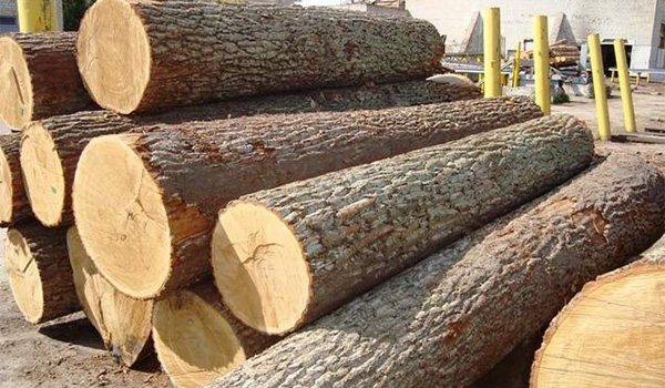 Gỗ cao su là loại gỗ cứng, thớ gỗ chặt