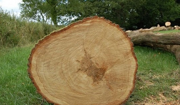 Cây gỗ tần bì sinh trưởng & phát triển tốt nhất ở những vùng có khí hậu lạnh & rất lạnh
