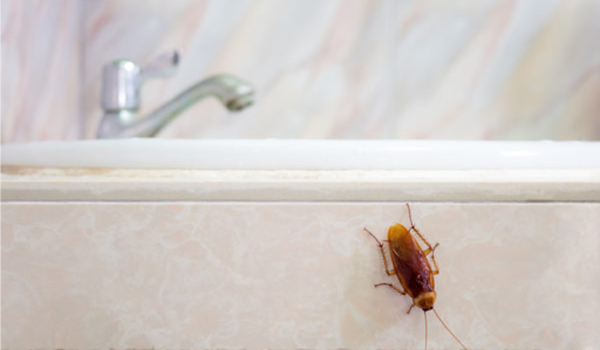 7 cách xử lý côn trùng trong nhà vệ sinh trong một nốt nhạc