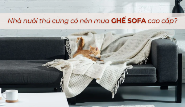 Nhà nuôi thú cưng có nên mua ghế sofa cao cấp không?