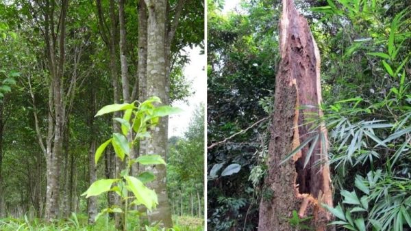Cách Nhận Biết Cây Trầm Hương Thật Giả Đơn Giản Nhất 