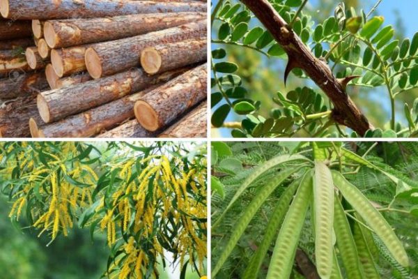 Cây Gỗ Keo Là Gỗ Gì?
