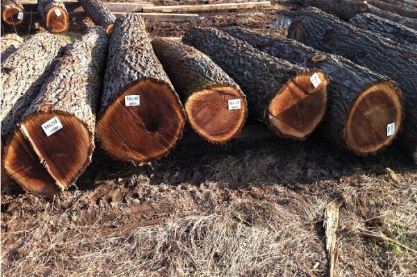 Giá gỗ óc chó bao nhiêu 1m3