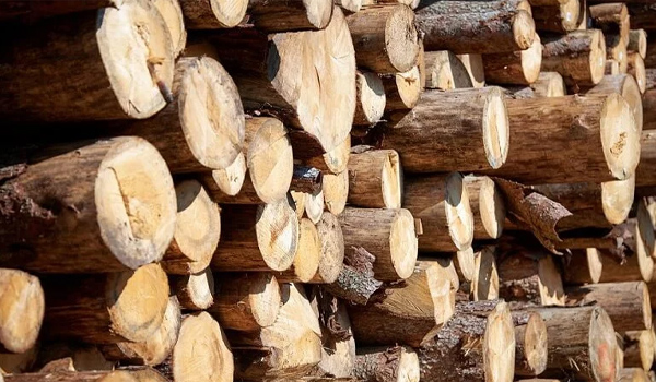 Gỗ beech có tốt không?