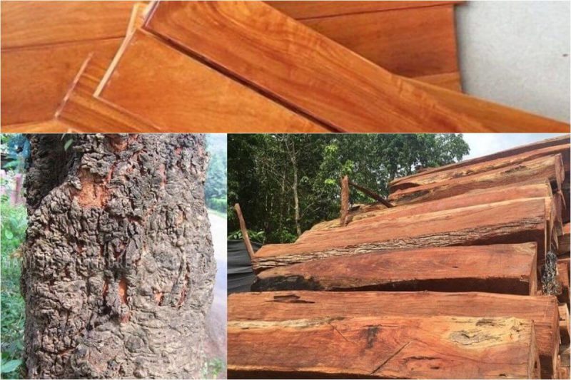 Gỗ căm xe là gì