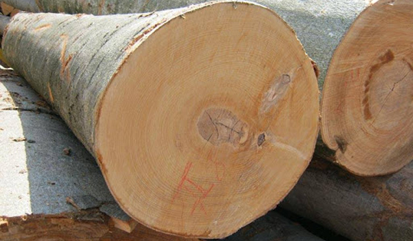 Gỗ dẻ gai thường có màu kem nhạt hoặc nâu hồng nhạt đặc trưng