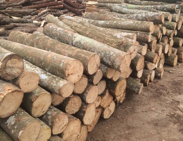 Cây Gỗ Keo Là Gỗ Gì?