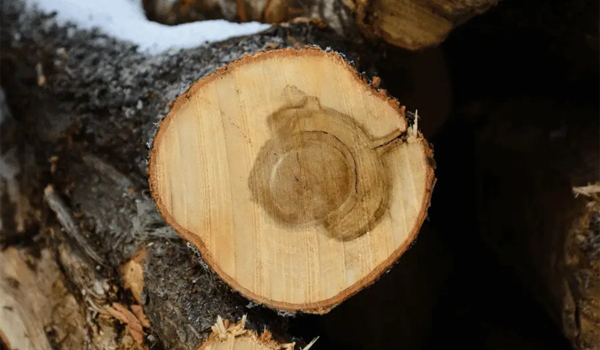 Gỗ Maple là gì?