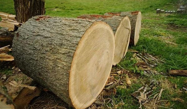 Gỗ sồi Mỹ là gì?