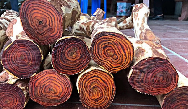 Gỗ sưa là gỗ gì?