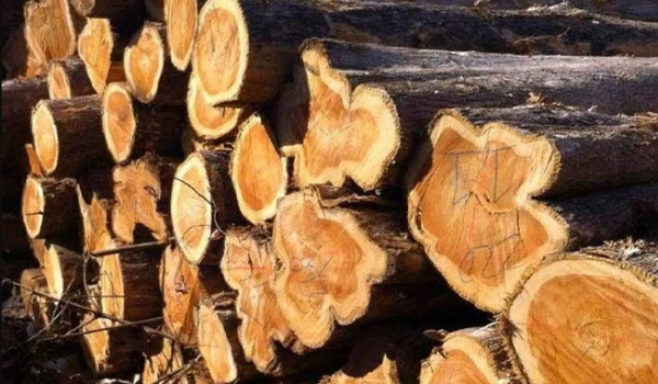 Gỗ Tếch hay còn gọi là gỗ Teak, gỗ Giá Tỵ