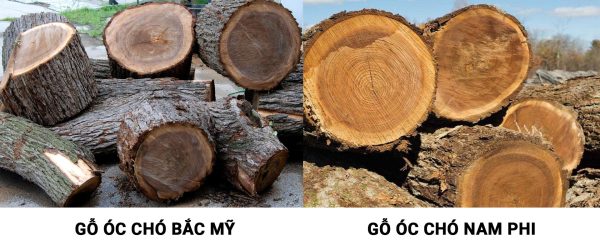 so sánh gỗ óc chó Nam Phi và Bắc Mỹ