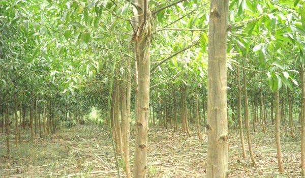Gỗ keo là loại gỗ tự nhiên được khai thác từ cây keo