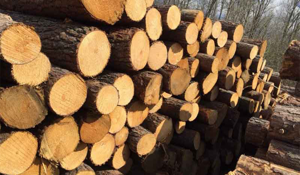 Gỗ keo thuộc nhóm mấy?