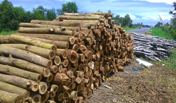 Gỗ keo lá tràm được ứng dụng rộng rãi trong sản xuất nội thất hiện đại