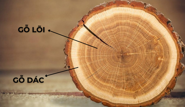 Gỗ dác và gỗ lõi là gì?