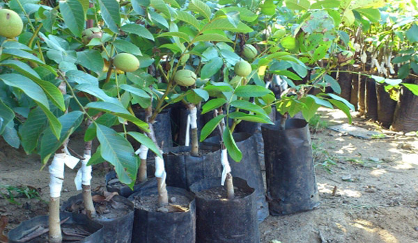Cây thuốc óc chó miền Nam