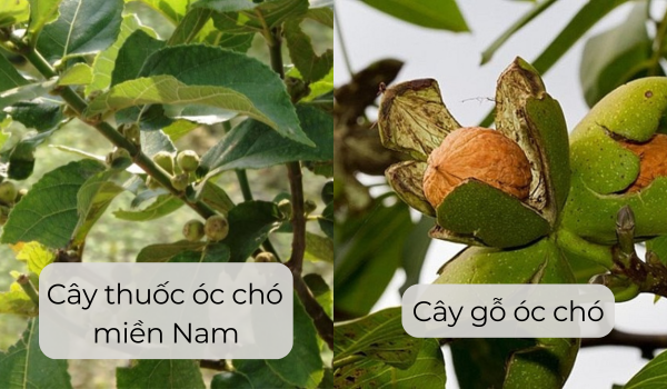 Phân biệt cây thuốc óc chó miền Nam và cây gỗ óc chó