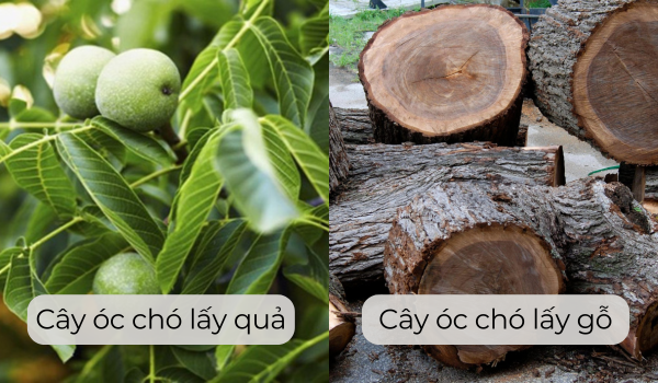 So sánh cây gỗ óc chó lấy quả và cây lấy gỗ