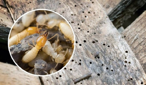 Cách trị mọt gỗ hiệu quả