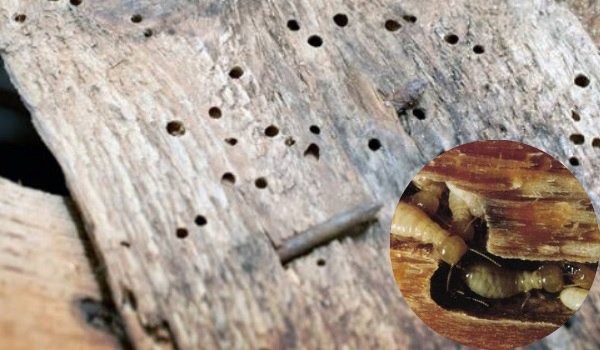 Mọt gỗ là tên gọi chung cho ấu trùng của nhiều loài bọ cánh cứng chuyên đục khoét gỗ