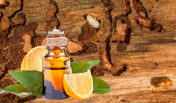 Sử dụng tinh dầu cam/tinh dầu bạc hà là cách trị mọt tự nhiên, an toàn