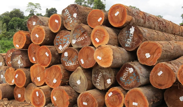 Gỗ gõ nổi tiếng với khả năng chịu lực, không cong vênh hay mối mọt khi được xử lý đúng cách