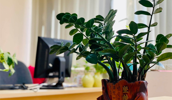 Cây Kim Tiền mang ý nghĩa phát tài, phát lộc, phù hợp với giám đốc mệnh Mộc & Hỏa