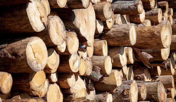 Gỗ beech (gỗ dẻ gai) có nguồn gốc từ đâu?