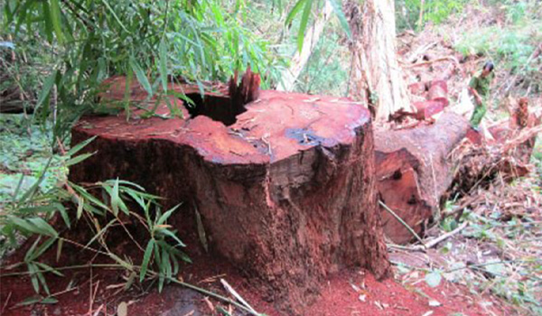 Gỗ Hương Việt Nam phân bố nhiều ở các khu vực như Tây Nguyên, Nam Trung Bộ & Đông Nam Bộ