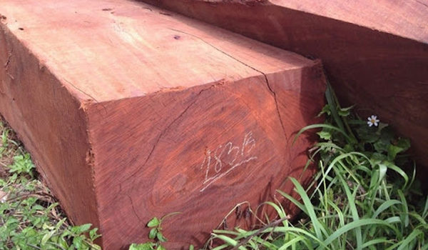 Gỗ Hương có nguồn gốc từ đâu?