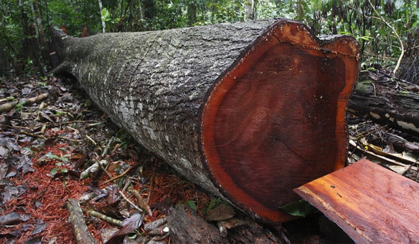 Gỗ Lim có khả năng kháng sâu mọt tấn công, đảm bảo tuổi thọ lâu dài