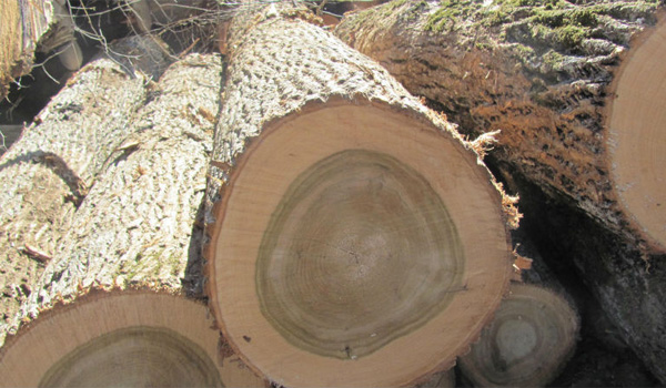 Gỗ Poplar (gỗ dương) có nguồn gốc từ đâu?