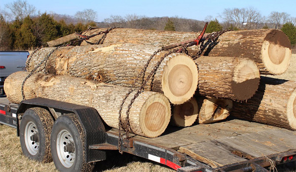 Gỗ Poplar thuộc nhóm gỗ cứng theo phân loại thực vật, vì được khai thác từ cây lá rộng