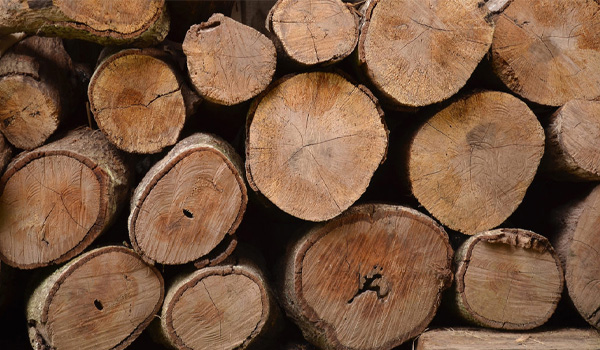 Gỗ Poplar là gỗ cứng hay gỗ mềm?