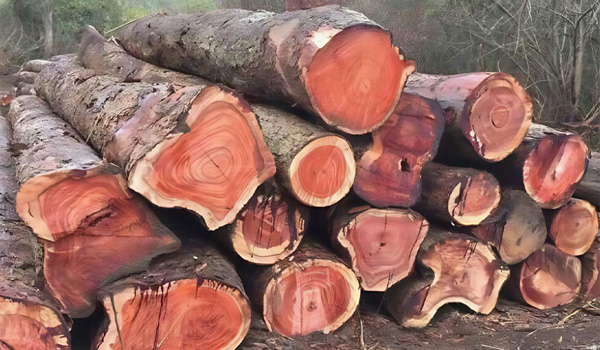 Gỗ xà cừ có màu đỏ sẫm/nâu đỏ khi khô, vân gỗ cuộn xoáy, đẹp mắt