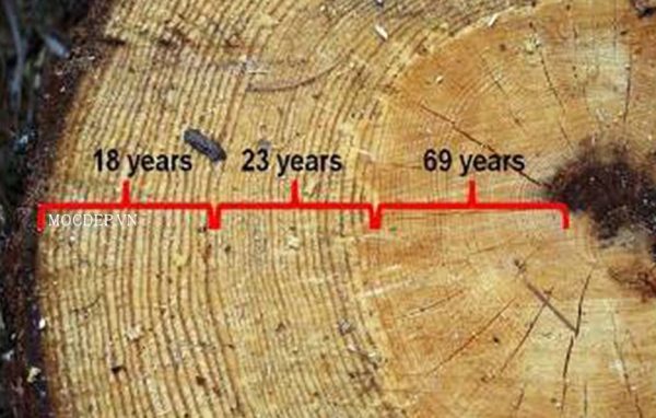 Tính tuổi của cây bằng cách nào?