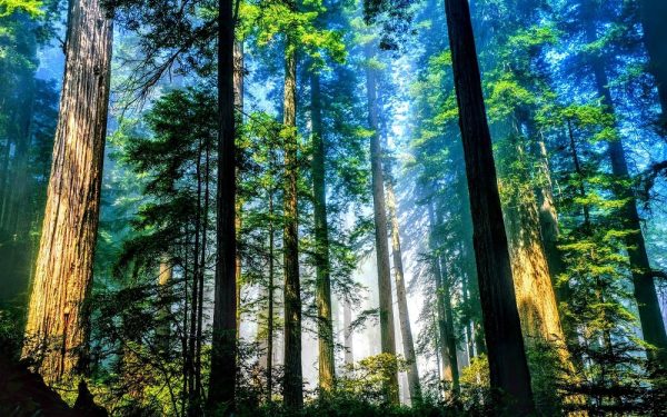 Tính tuổi của cây bằng cách nào?