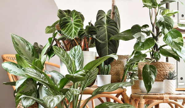 Phong cách Urban Jungle giúp thể hiện cá tính, gu thẩm mỹ riêng