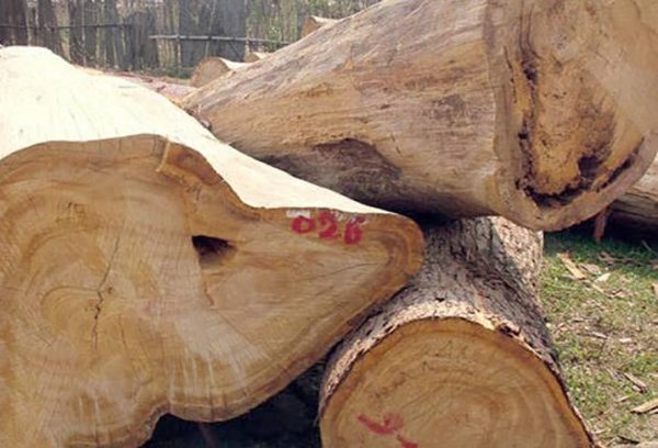 Gỗ pơ mu là loại gỗ gì