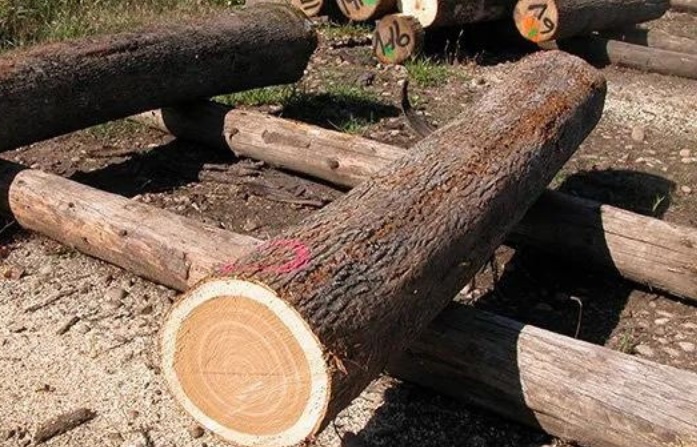 Tìm hiểu về gỗ Hickory