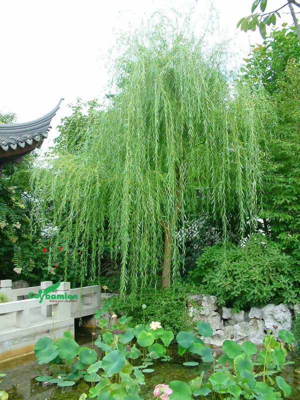 6 loại cây kiêng kỵ trồng trước nhà