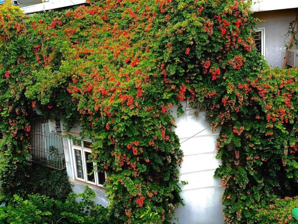 6 loại cây kiêng kỵ trồng trước nhà