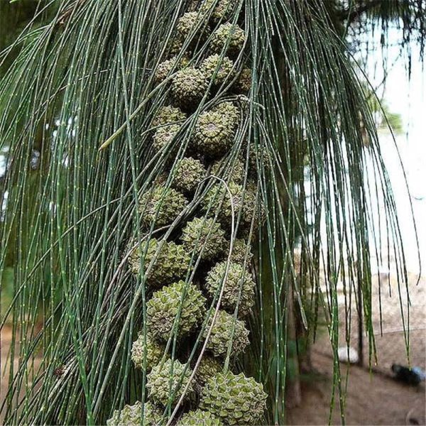 6 loại cây kiêng kỵ trồng trước nhà